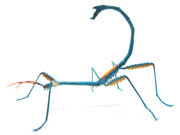 A-fallax