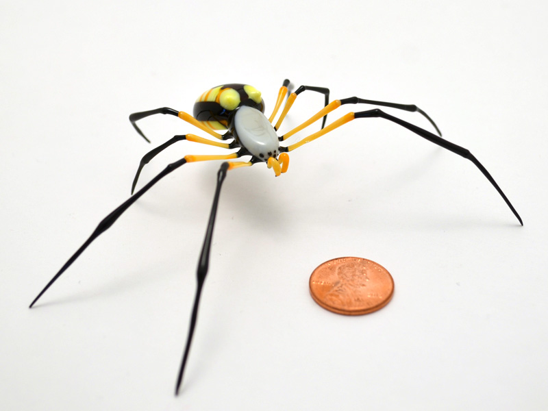 Argiope aurentina, glass garden spider by Wesley Fleming