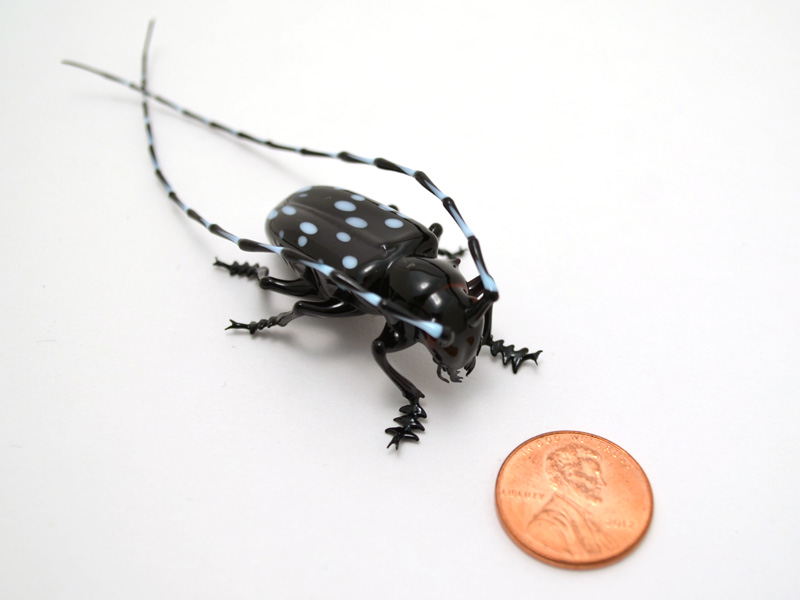 Asian Longhorn Beetle, glass Asian Longhorn Beetle by Wesley Fleming