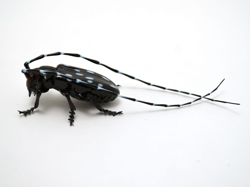 Asian Longhorn Beetle, glass bug by Wesley Fleming