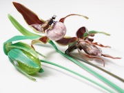 BMAC_Ladyslipper