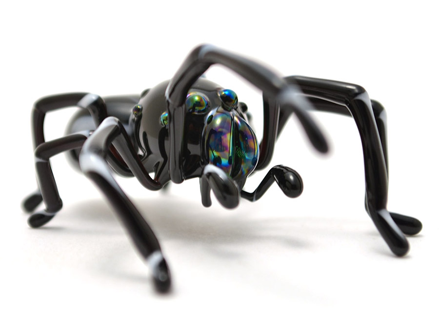 Bold Jumping Spider, glass jumping spider by Wesley Fleming