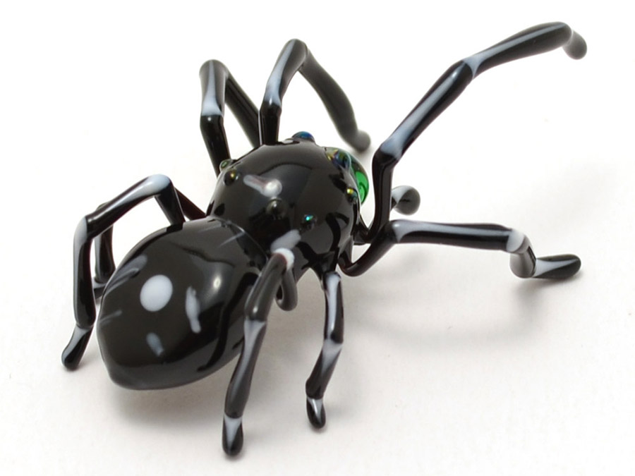 Bold Jumping Spider, glass spider by Wesley Fleming