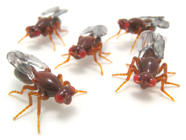 D simulans, D sechellia, D melanogaster, D yakuba, D erecta, glass insect by Wesley Fleming