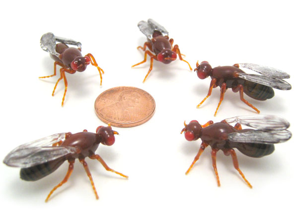 D simulans, D sechellia, D melanogaster, D yakuba, D erecta, glass fly by Wesley Fleming