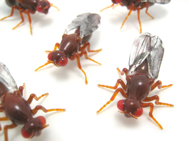 D simulans, D sechellia, D melanogaster, D yakuba, D erecta, glass insect by Wesley Fleming