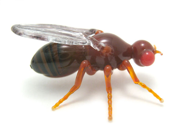 D simulans, D sechellia, D melanogaster, D yakuba, D erecta, glass bug by Wesley Fleming