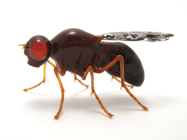 Drosophila melanogaster, glass Drosophila melanogaster by Wesley Fleming