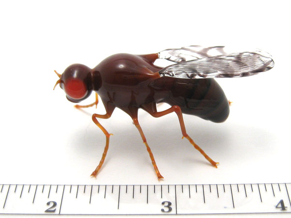 Drosophila melanogaster, glass fruitfly by Wesley Fleming