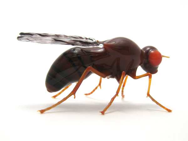Drosophila melanogaster, glass Drosophila by Wesley Fleming