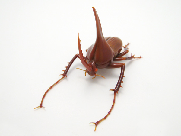 Golofa porteri hope, glass insect by Wesley Fleming
