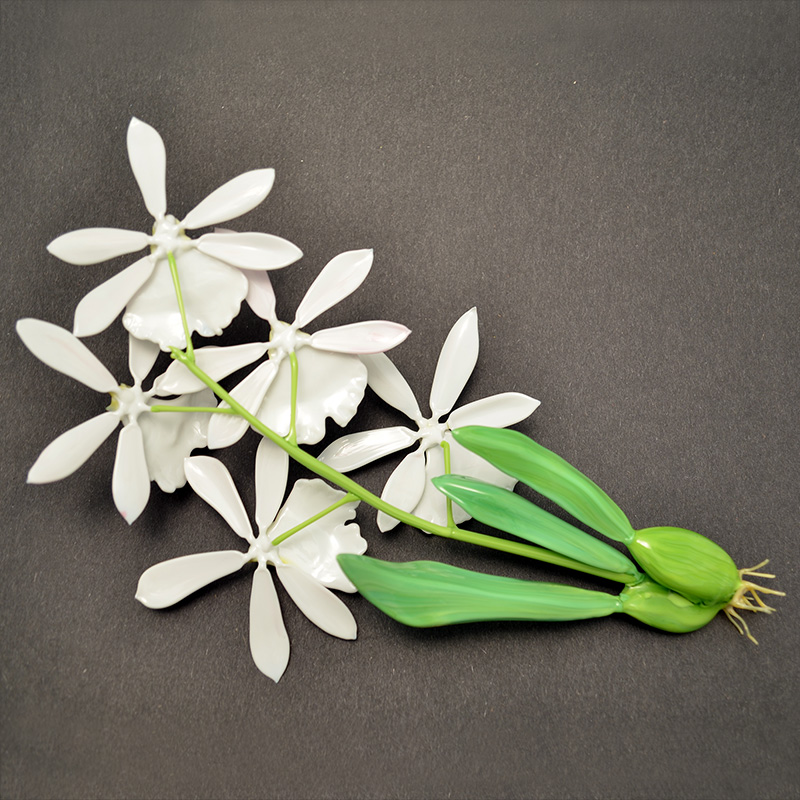 Miltoniopsis vexillaria, modeled after 1889 specimen by L &amp; R Blaschka, glass orchid by Wesley Fleming