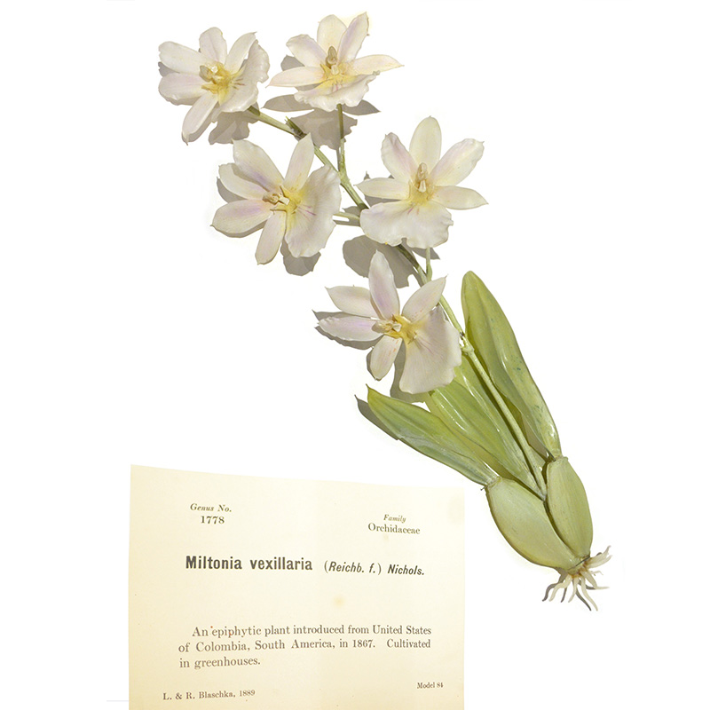 Miltoniopsis vexillaria, modeled after 1889 specimen by L &amp; R Blaschka, glass orchid by Wesley Fleming