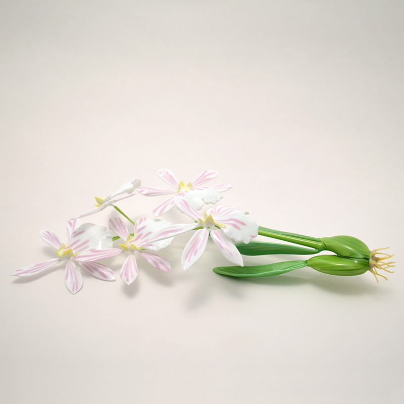 Miltoniopsis vexillaria, modeled after 1889 specimen by L &amp; R Blaschka, glass orchid by Wesley Fleming