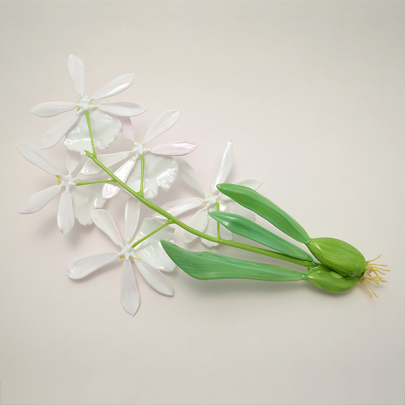 Miltoniopsis vexillaria, modeled after 1889 specimen by L &amp; R Blaschka, glass orchid by Wesley Fleming