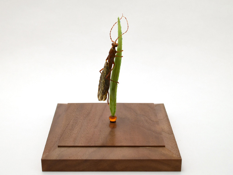 Owlfly Resting on Grass, glass owlfly by Wesley Fleming