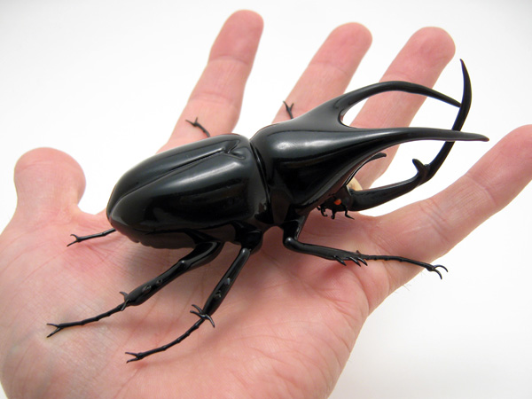 Atlas Beetle Pair - Chalcosoma atlas, glass atlas beetle by Wesley Fleming