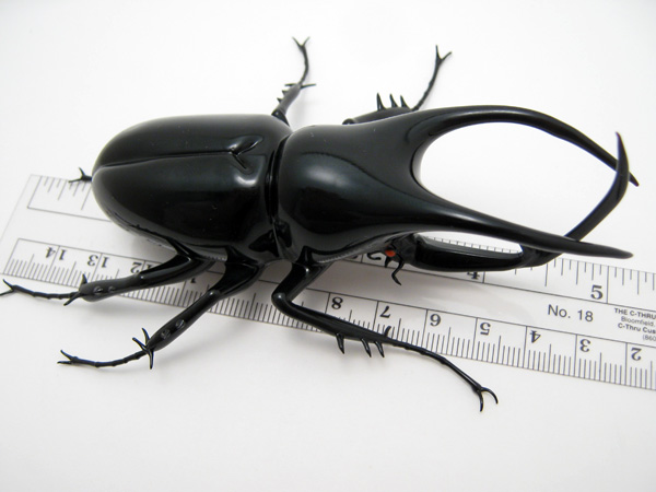 Atlas Beetle Pair - Chalcosoma atlas, glass bug by Wesley Fleming
