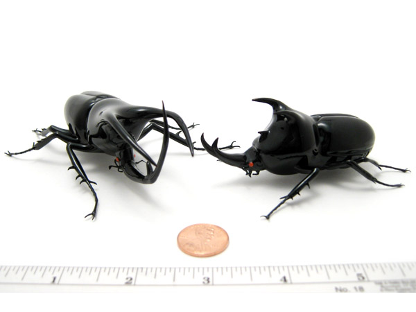 Atlas Beetle Pair - Chalcosoma atlas, glass Chalcosoma atlas by Wesley Fleming