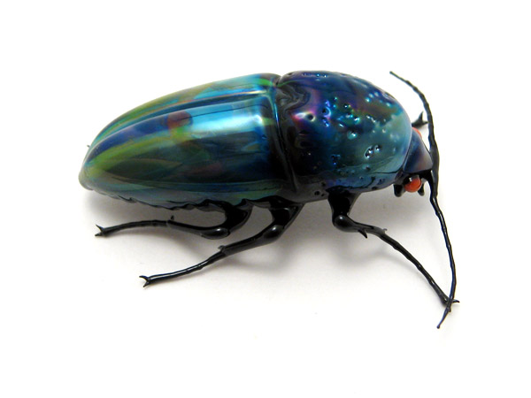 Blue Buprestid Beetle, glass buprestid by Wesley Fleming