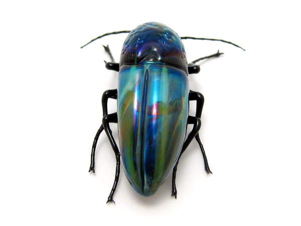 Blue Buprestid Beetle, glass beetle by Wesley Fleming