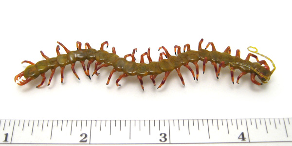 small centipede, glass bug by Wesley Fleming