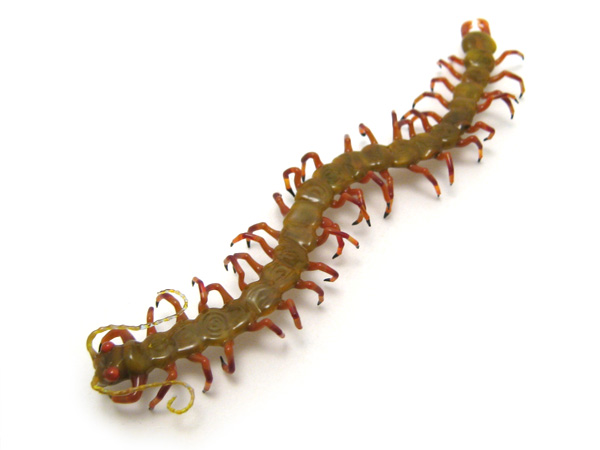small centipede, glass insect by Wesley Fleming