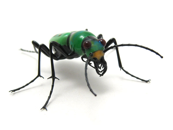Cicindela campestris, glass tiger beetle by Wesley Fleming