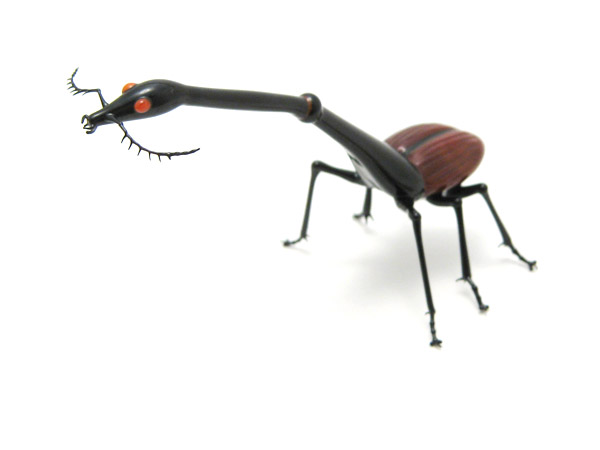 Giraffe Weevil, glass beetle by Wesley Fleming