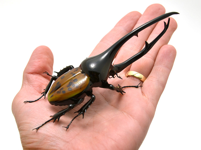 Hercules dynastes Beetle, glass hercules dynastes beetle by Wesley Fleming