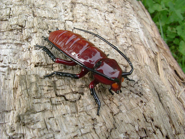 Madagascar hissing cockroach