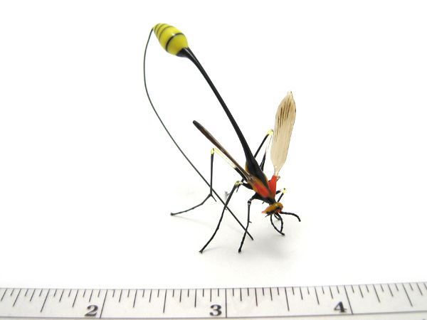 ichneumon wasp, glass insect by Wesley Fleming