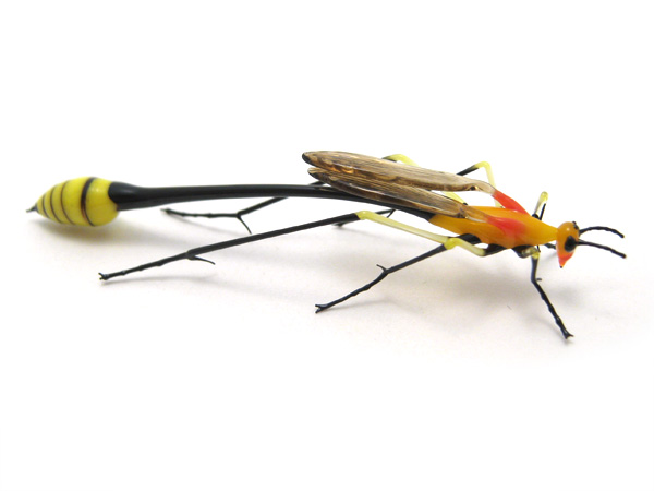 Ichneumon Wasp, glass wasp by Wesley Fleming