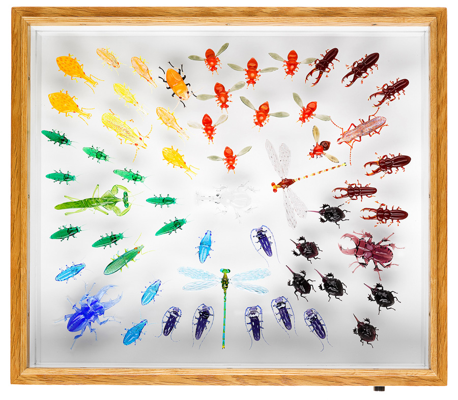 Insect Collection, glass insect collection by Wesley Fleming