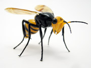 jap-hornet