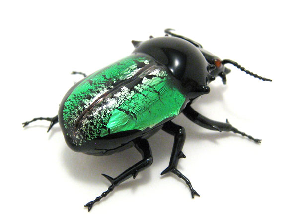 Jewel Beetle, glass insect by Wesley Fleming