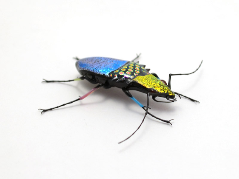 Gypsy Patchwork Jewel Beetle, glass beetle by Wesley Fleming