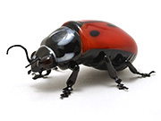 ladybug
