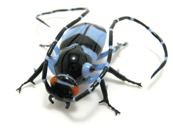 Longhorn Beetle, glass insect by Wesley Fleming