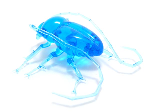 Transparent Longhorn Beetle, glass insect by Wesley Fleming