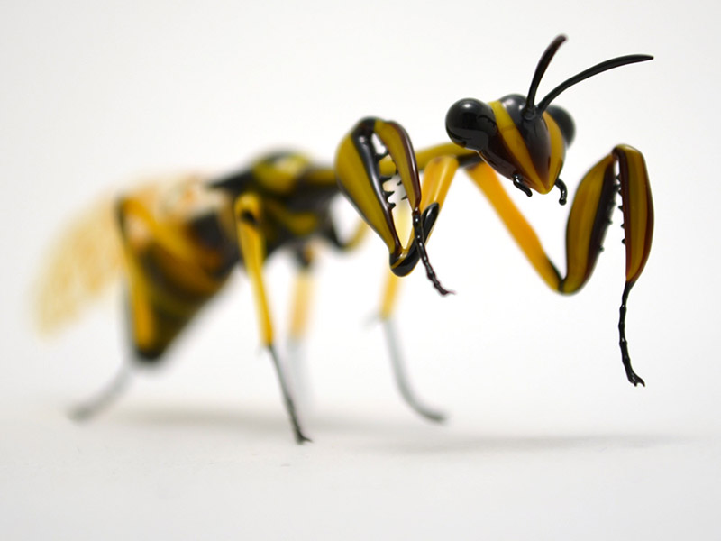 Wasp-Mimic Mantidfly, glass wasp mimic by Wesley Fleming