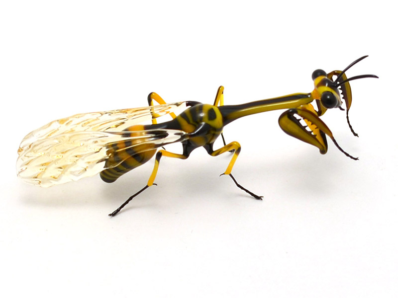 Wasp-Mimic Mantidfly, glass wasp by Wesley Fleming