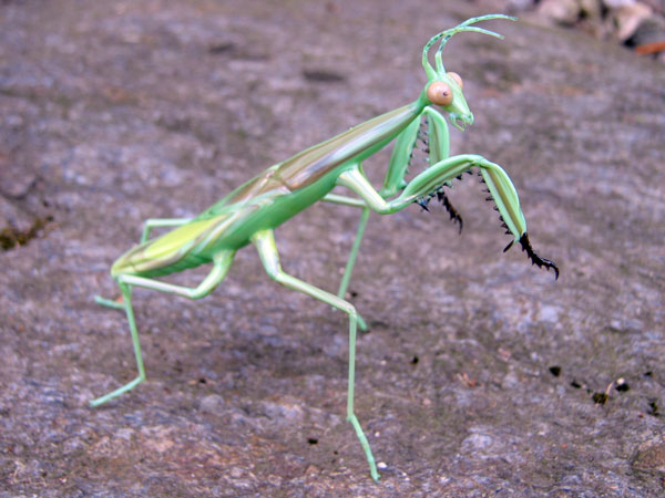 Preying Mantis, glass bug by Wesley Fleming