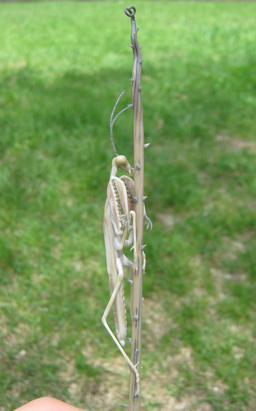 Ghost Mantis Hiding on Briar Branch, glass wasp by Wesley Fleming