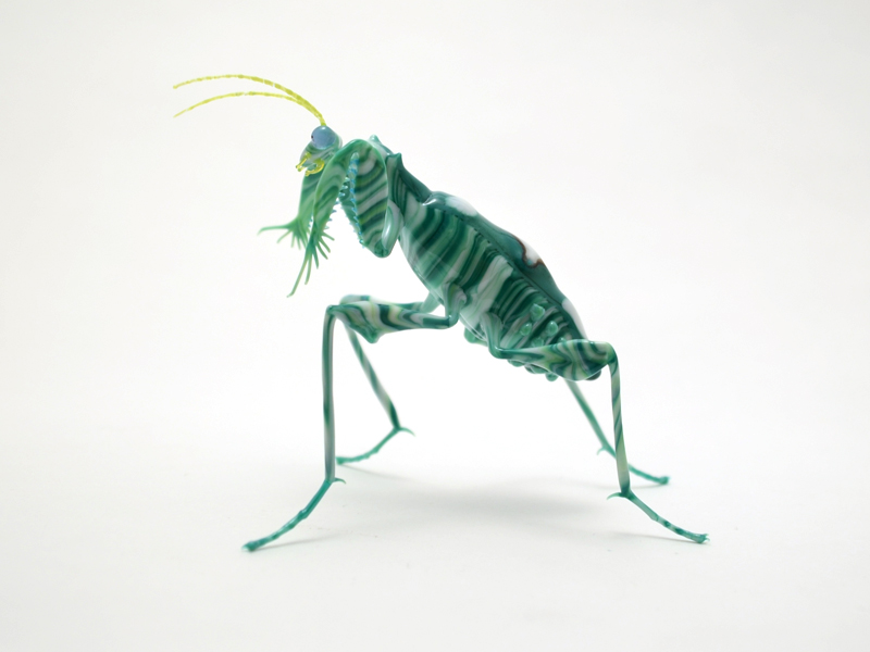 Chlidonoptera vexillum, glass bug by Wesley Fleming