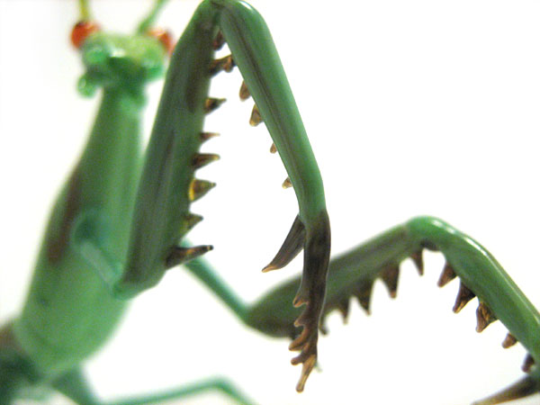 Praying Mantis, glass bug by Wesley Fleming