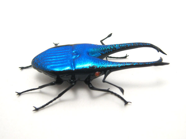 Mini Blue Stag Beetle, glass insect by Wesley Fleming