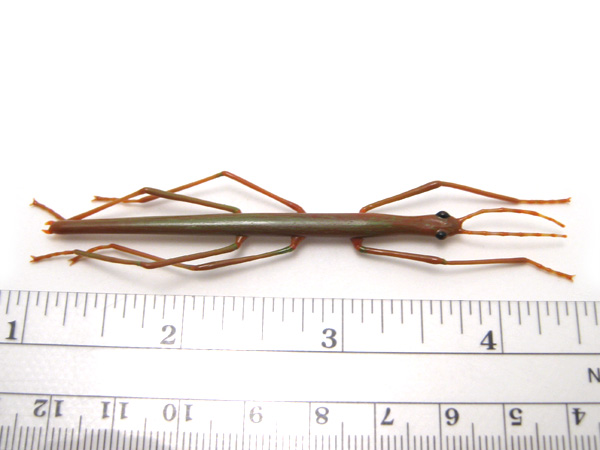 Mini Stick Bug, glass insect by Wesley Fleming
