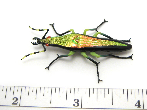 Mini Tiger Beetle, glass tiger beetle by Wesley Fleming