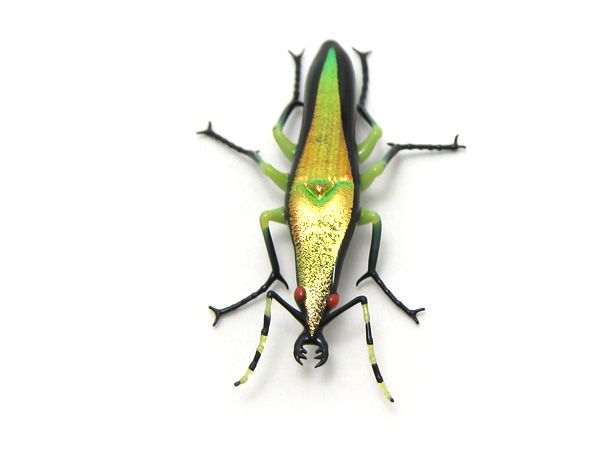 Mini Tiger Beetle, glass insect by Wesley Fleming